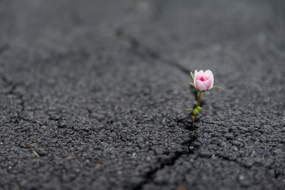 Strong,And,Beautiful,Flower,Growing,Resiliently,Out,Of,Crack,In
